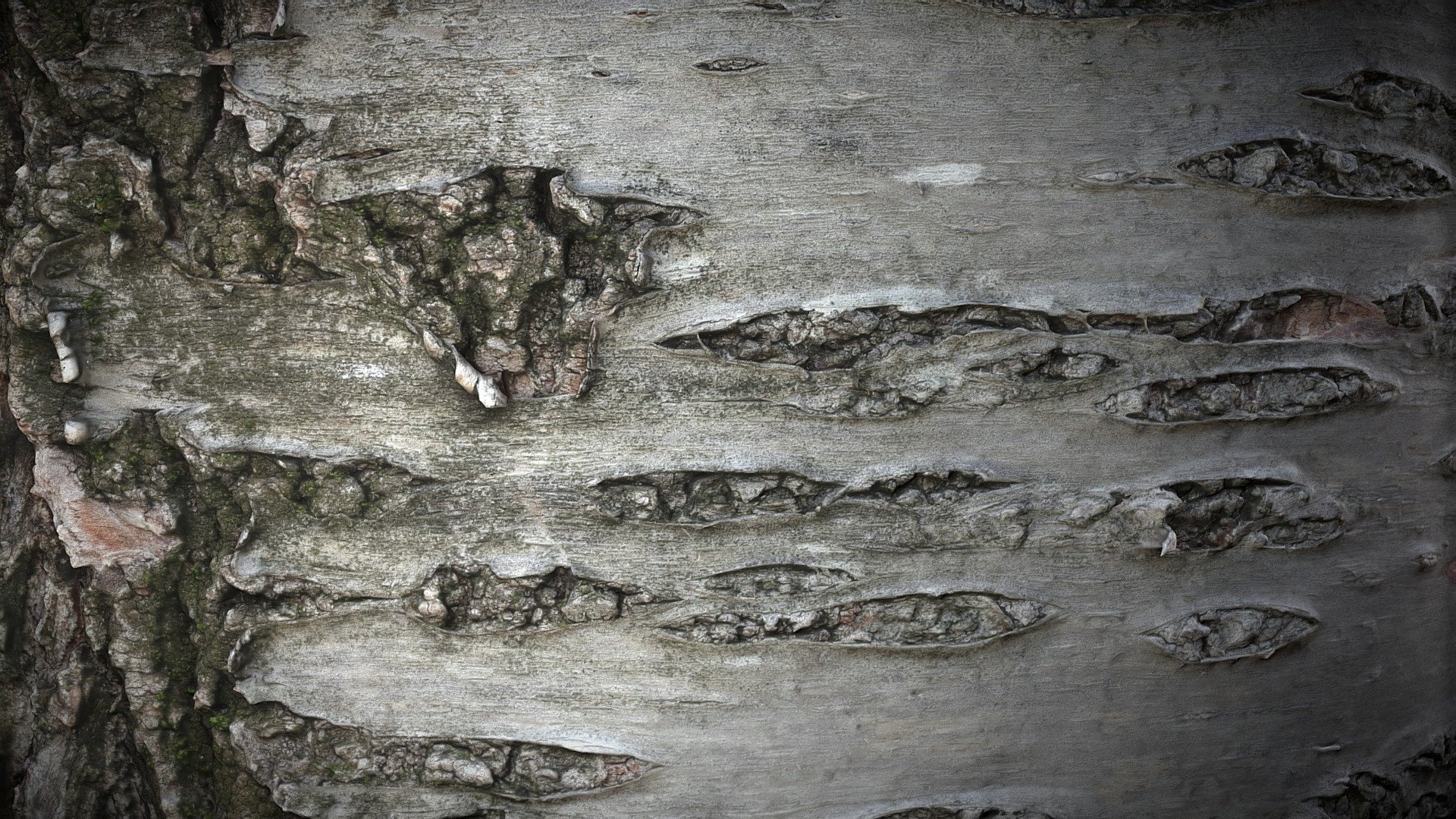 Tree Stump Close up