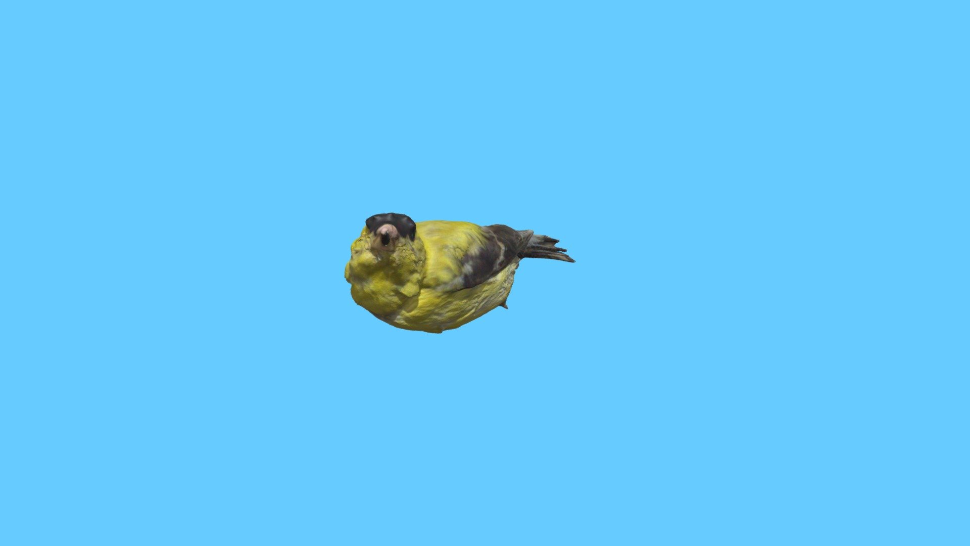 Gold Finch
