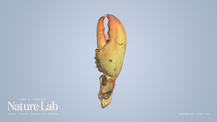 Lobster claw