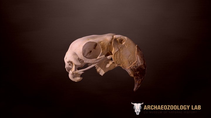 CUMNH Archaeozoology Collections - Macaw Skull 3D Model