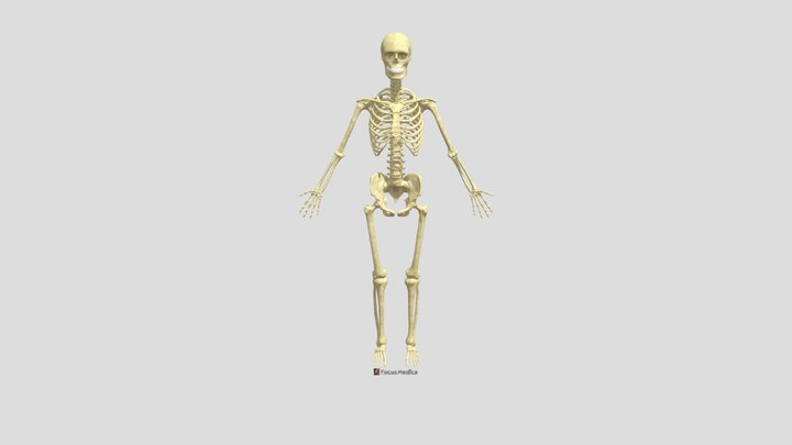 Skeleton System 3D Model