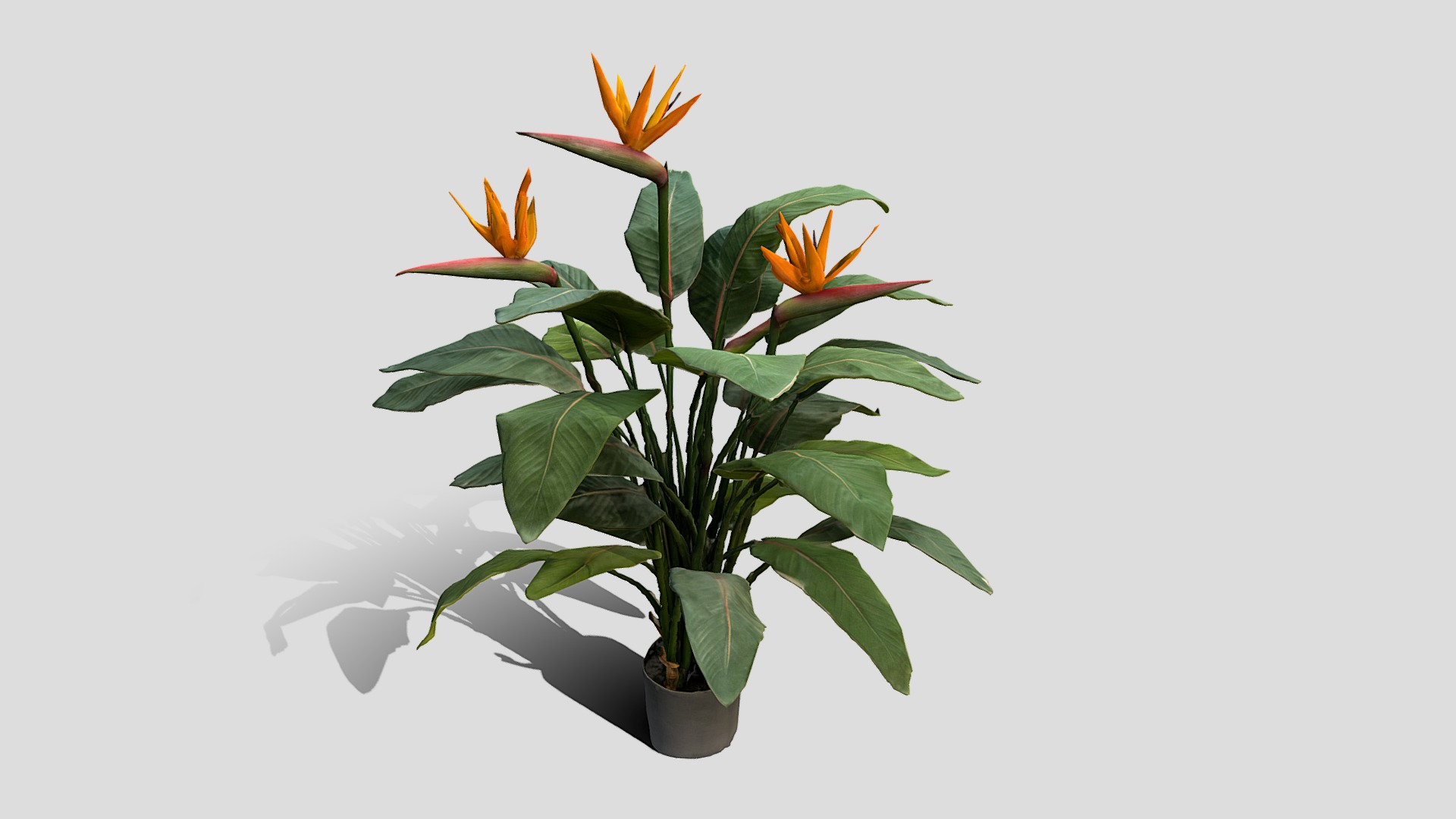 3D model 000051_150512 - This is a 3D model of the 000051_150512. The 3D model is about a plant with orange flowers.