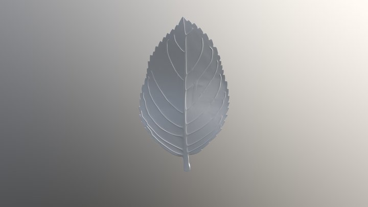 Leaf 3D Model