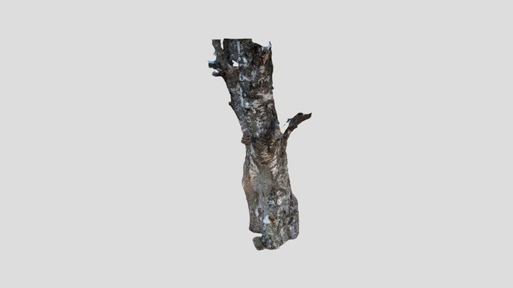 Old birch 3D Model