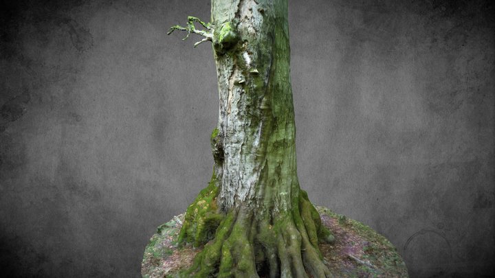 Alte Buche - Stausee Dobra (Beech Tree) – Gratis 3D-model STL