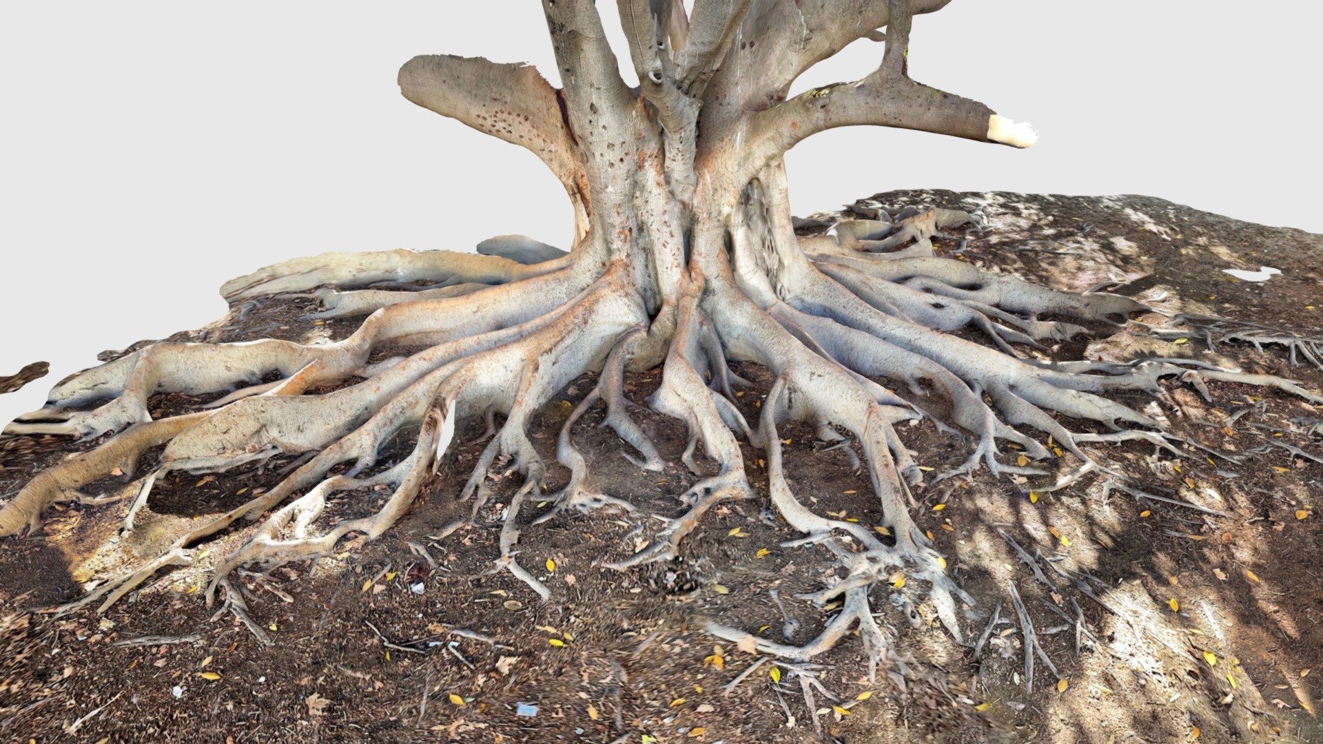 Banyan tree, Sevilla — Sketchfab embed 3D viewer