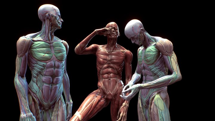 Anatomy pose study 3D Model