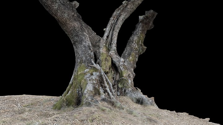 Olive tree Agios Dimitrios 3D Model