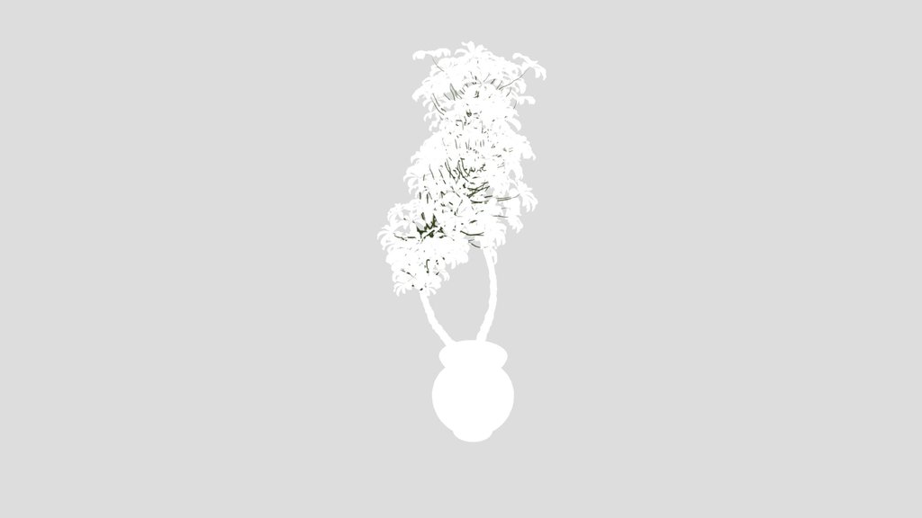 Schefflera Arboricola Umbrella