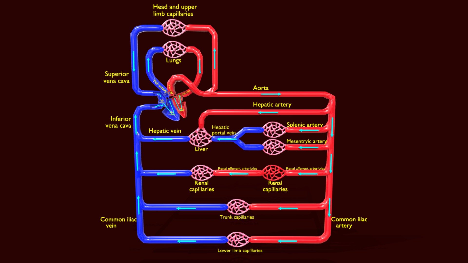 systemic blood flow detailed labelled