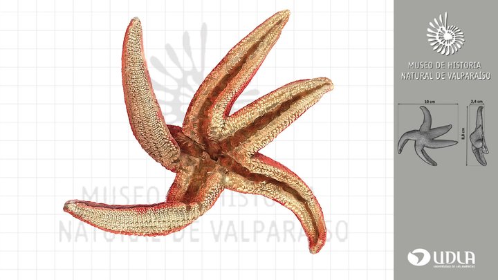 Estrella de mar. Stichaster striatus /Starfish 3D Model