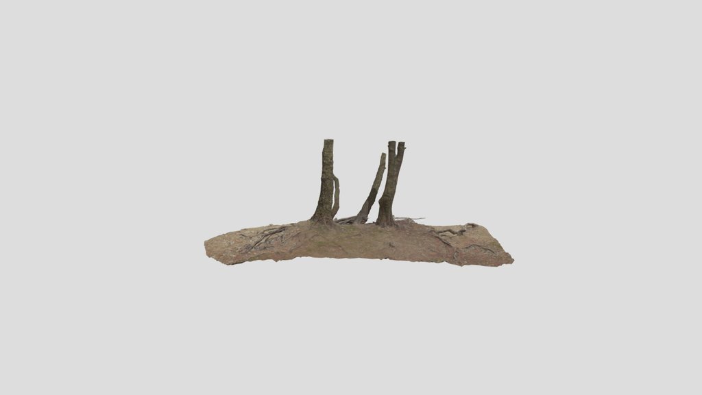 Birch Tree Roots Overhang Pbr Scan