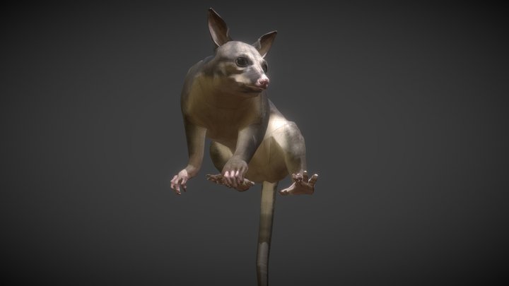 Australian Brushtail Possum 3D Model