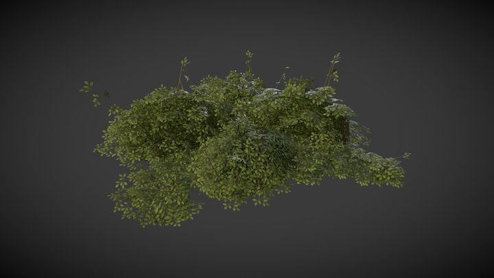 Scatherran Bush 3D Model