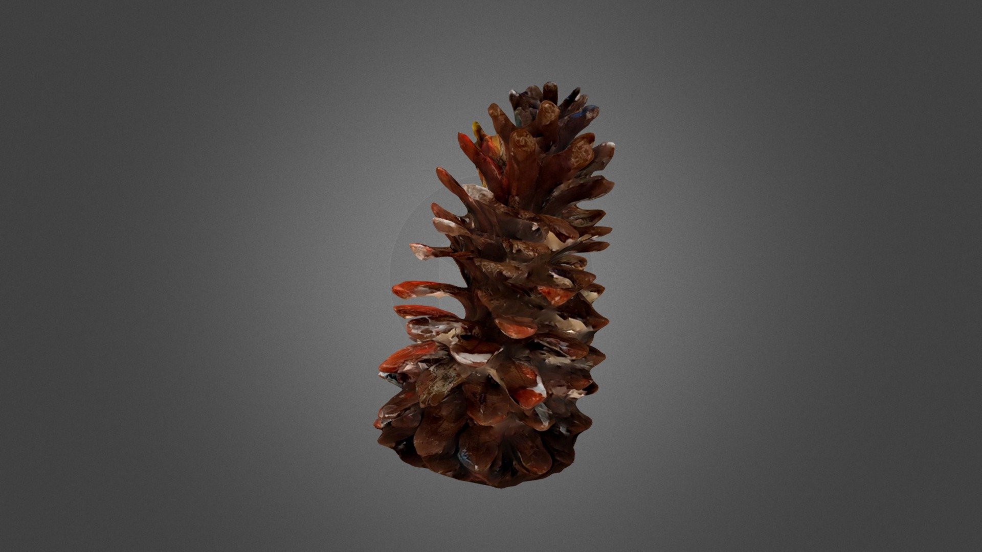 Pomme de pain