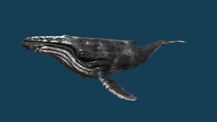 Whale (Rigged) 3D Model