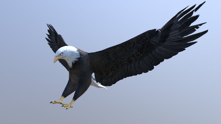Bald Eagle 3D Model
