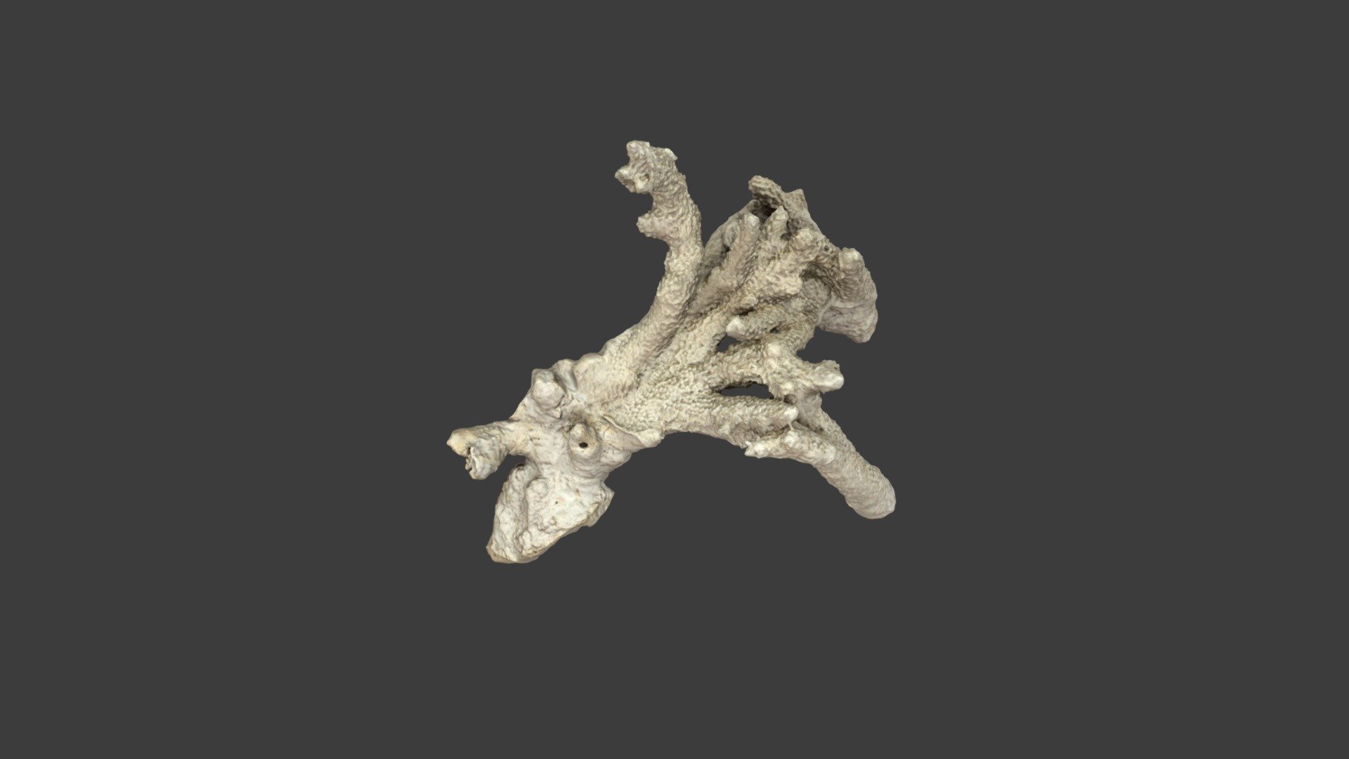 Acropora prolifera