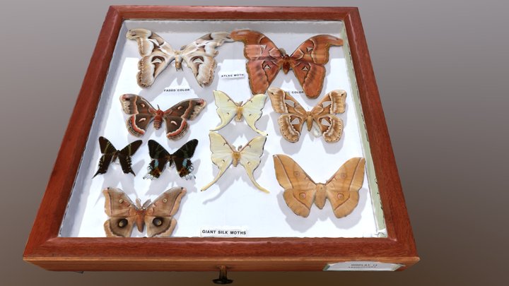 Lepidoptera Display 3D Model