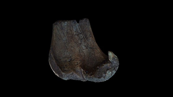 Machacador (Transversaly Broken Bone Tool) 3D Model