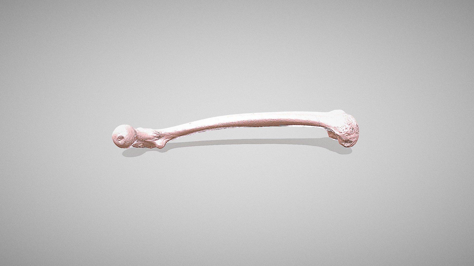 Femur HQ No Texture