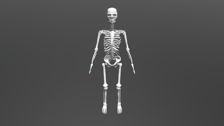 Esqueleto - Practica Escultura 3D Model