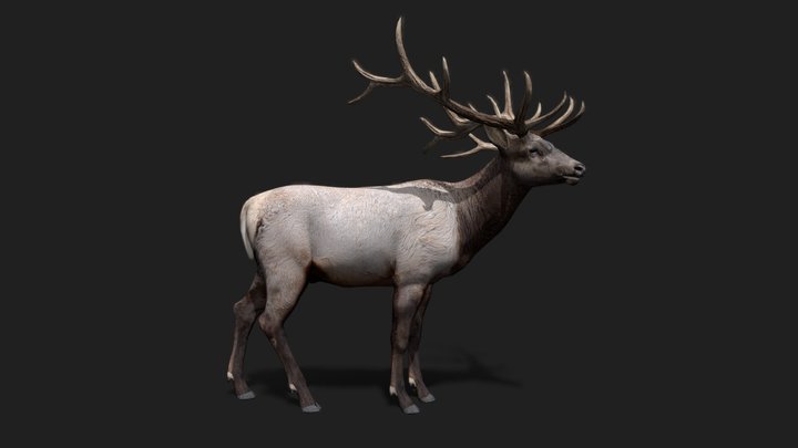 Deer (Demo Free Download) 3D Model