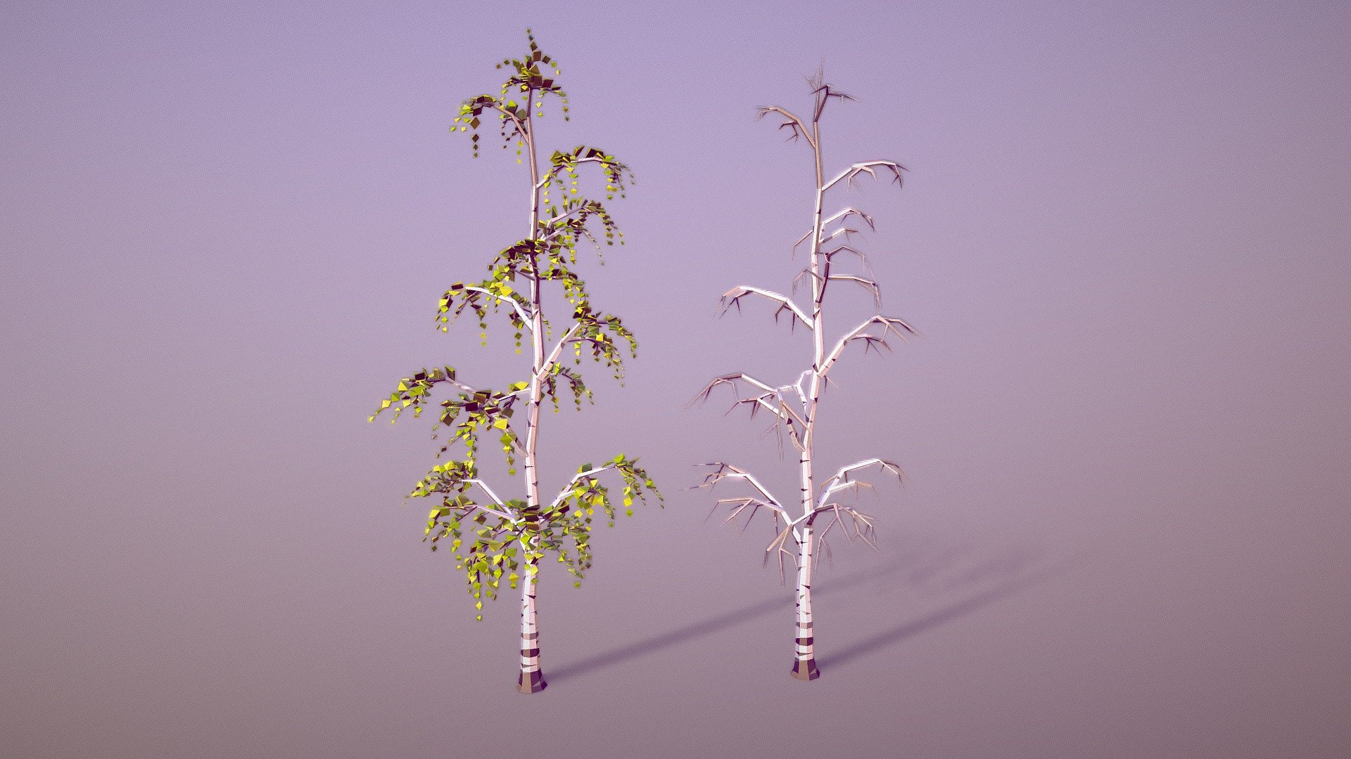 silver birch - 3D model by Jamlu69 [74450e8] - Sketchfab