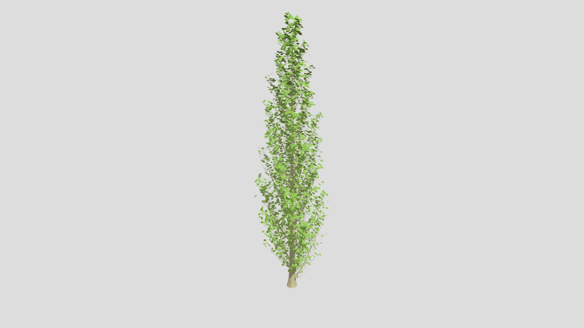 Lombardy poplar