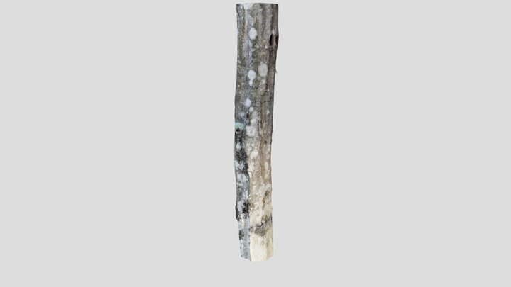 Muscle Wood Tree Bark
