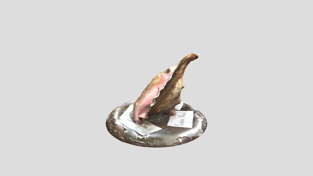 EXEMPT Scaniverse Conch Blndexp (pic examp)
