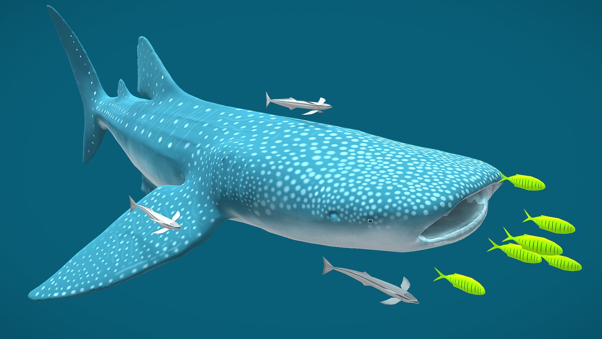 Whale Shark - First Animation