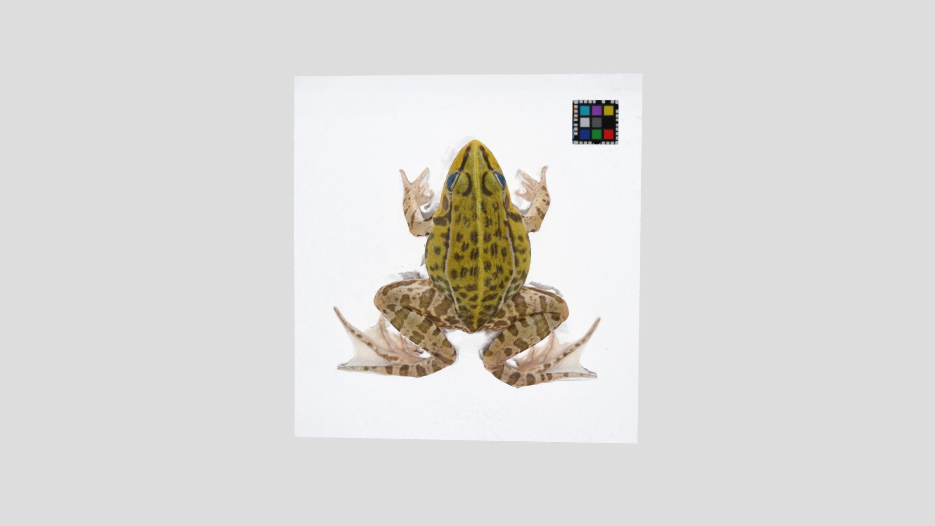 トノサマガエル Pelophylax nigromaculatus