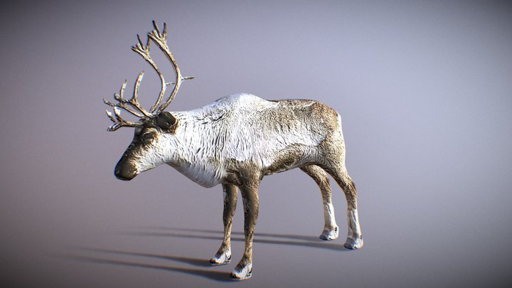 northern deer 3D Model