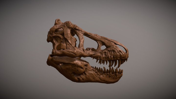 Tyrannosaurus Rex Skull 3D Model