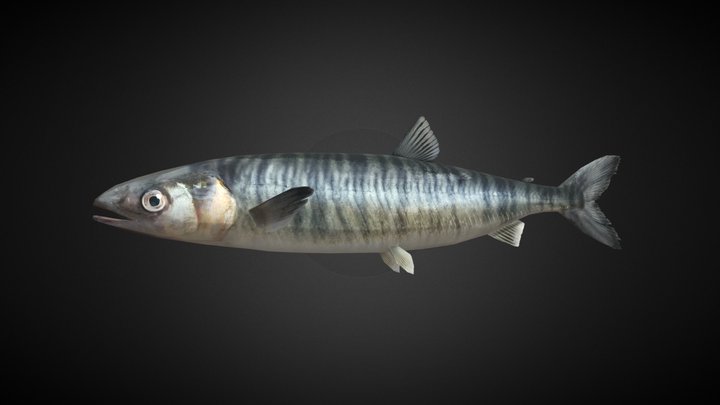 Sebraforell Fish 3D Model