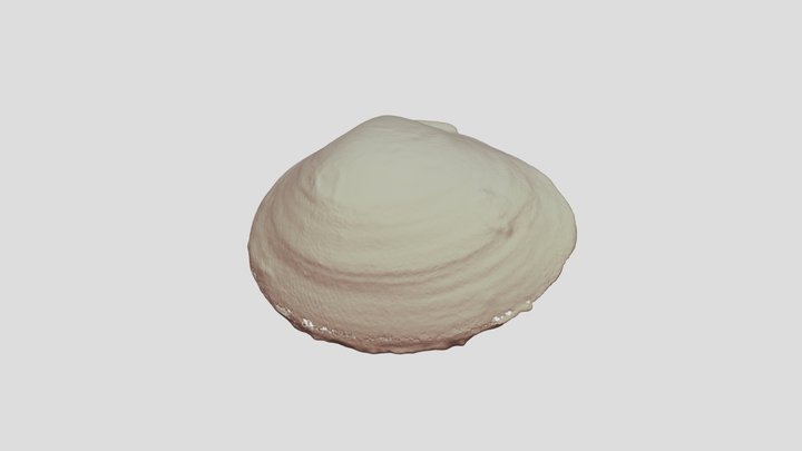 Baltic Clam 3D Model