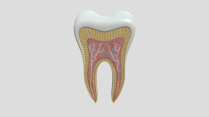 Tooth Scheme Moore 3D Model