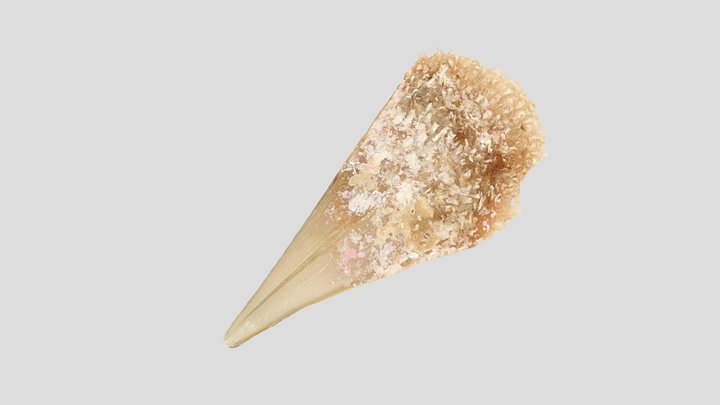Pinna nobilis Linnaeus, 1758 (giovanile) 3D Model