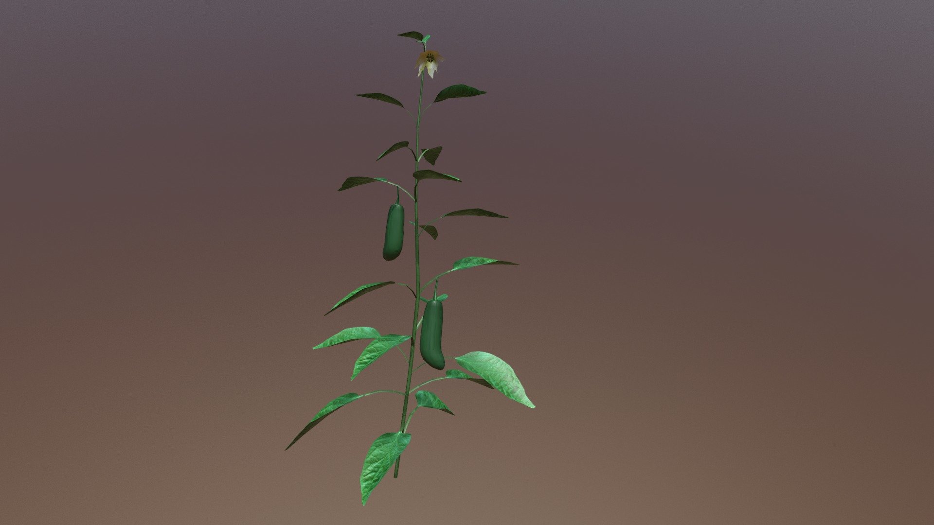 Jalapeno Plant