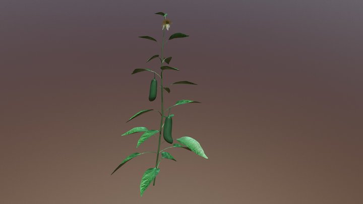 Jalapeno Plant 3D Model