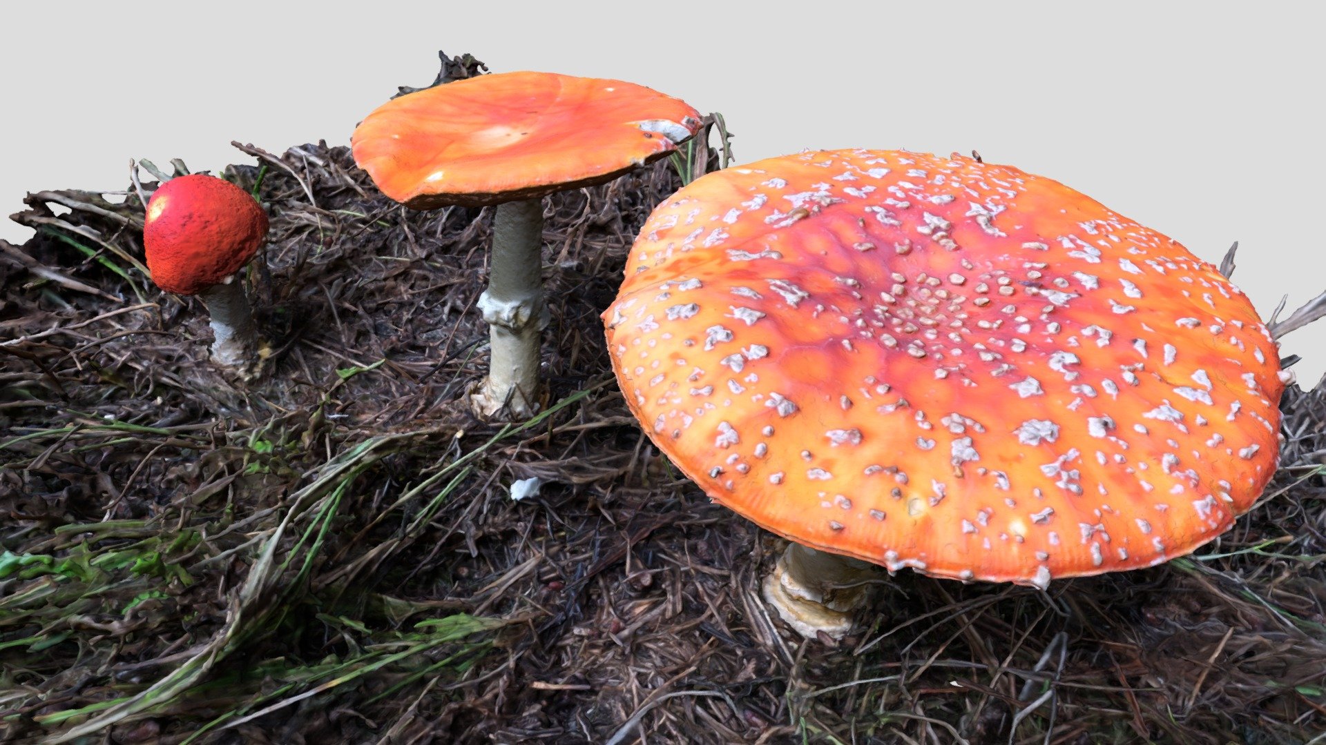 Amanita Muscaria