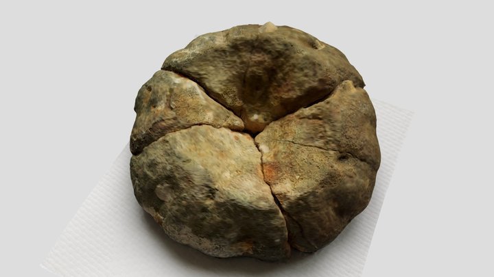 Sea sponge. Cretaceous period. 3D Model
