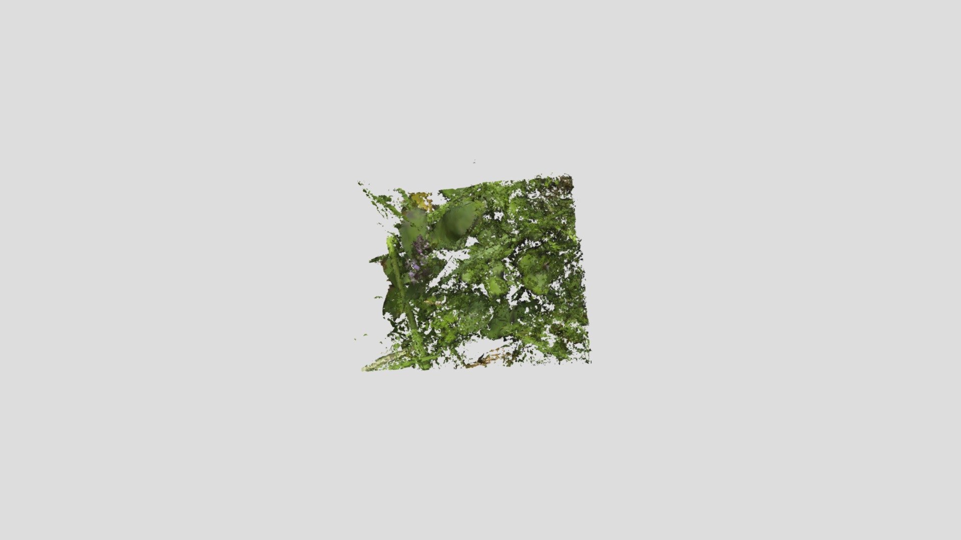 Justicia Procumbens - 狐ノ孫