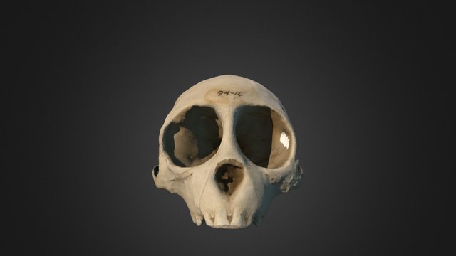 Macaque Cranium