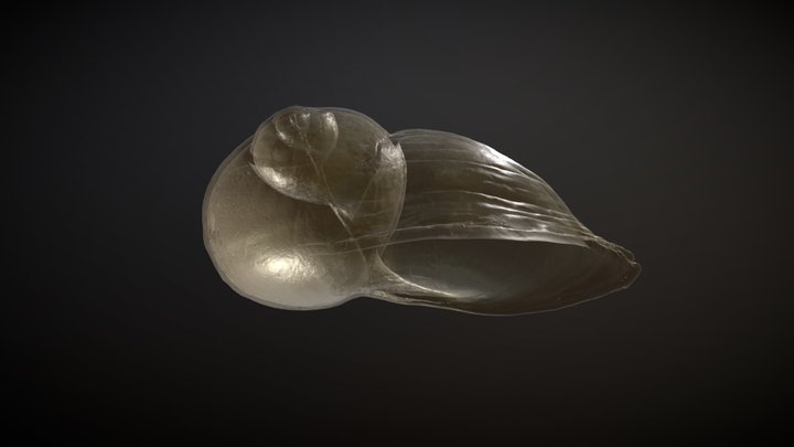 Roman Snail Shell 3D Model