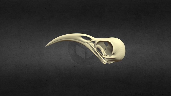 I'iwi Skull 3D Model