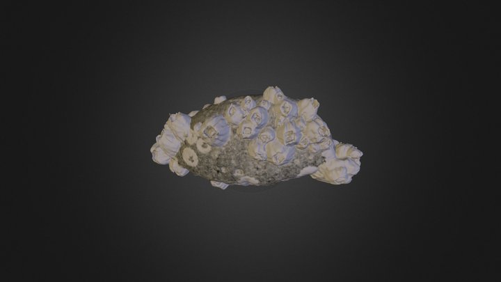 Barnacle Rock 3D Model