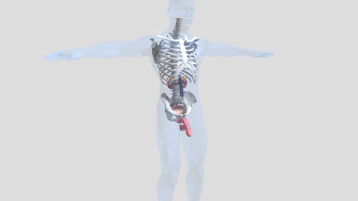 Мочеполовая система - здоровая модель 3D Model