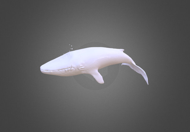 Vampire Whale 3D Model